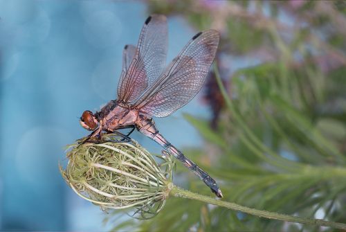 Big dragonfly
