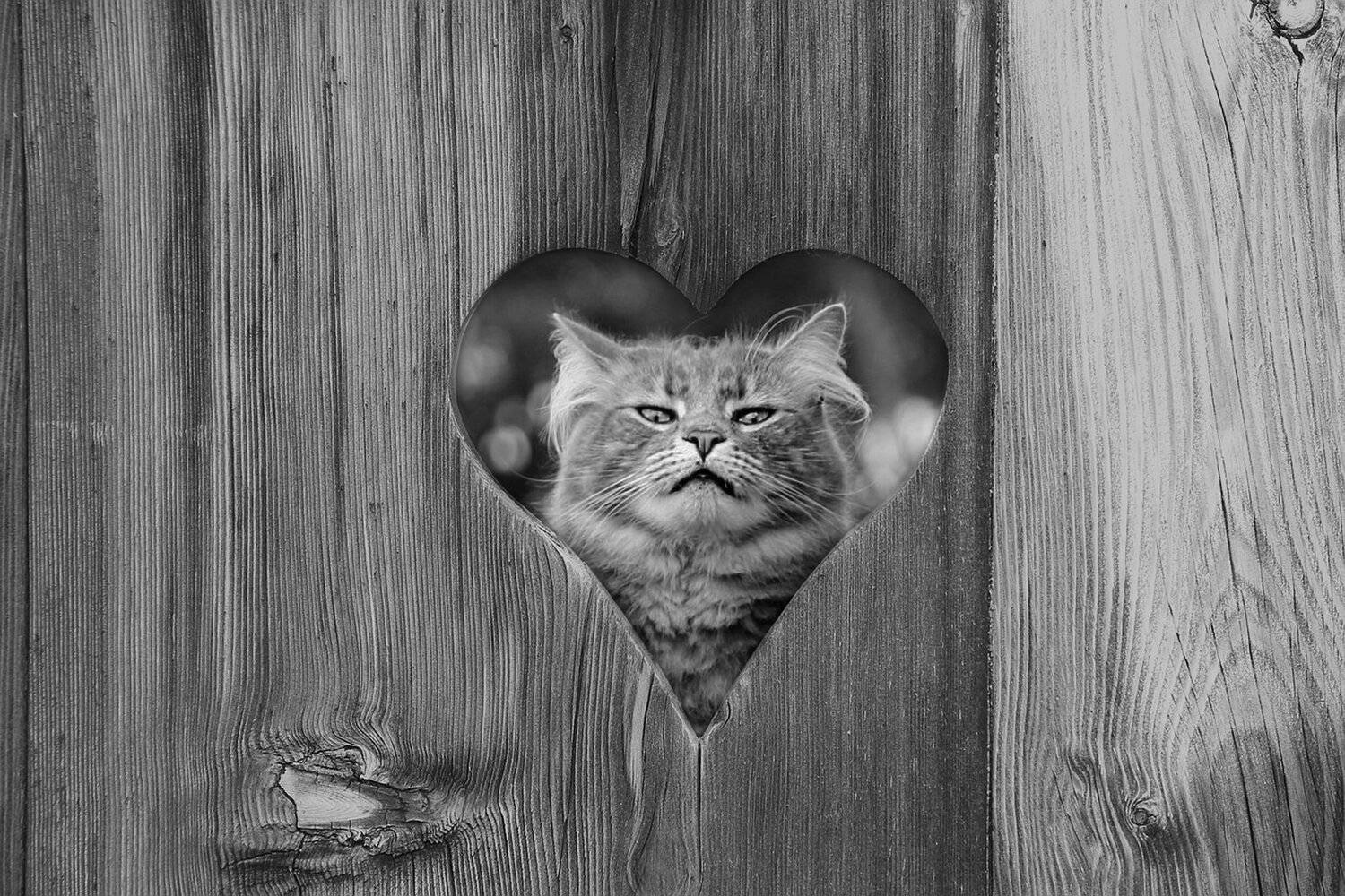 кот, забор, природа, животное, фон, Sergii Vidov