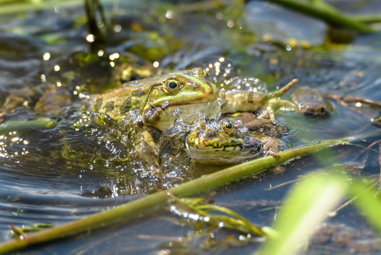 лягушка озёрная, вода, брызги, Москва река, Подмосковье, земноводные, прыжок, борьба, соперничество, Pelophylax ridibundus,лето,июнь, Ксения Соварцева