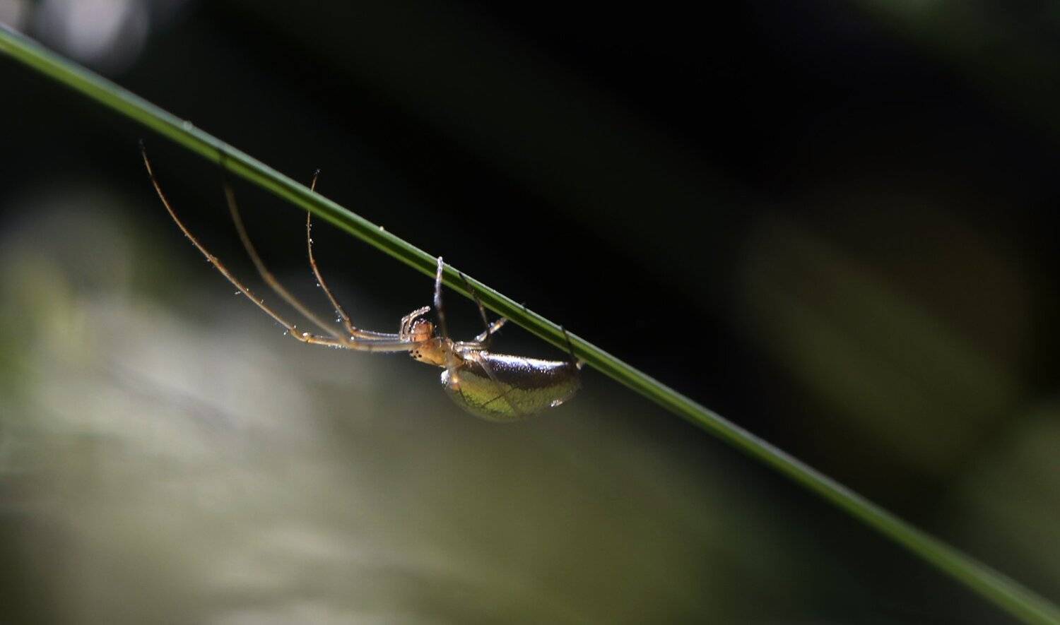 природа, макро, травинка, паук, Неля Рачкова