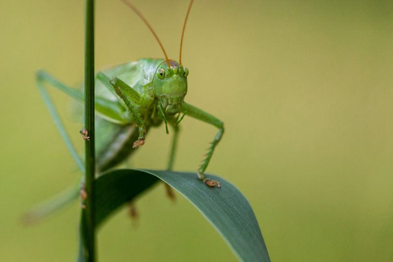 Чужой фото превью