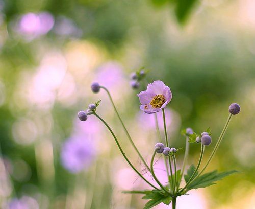 Anemone