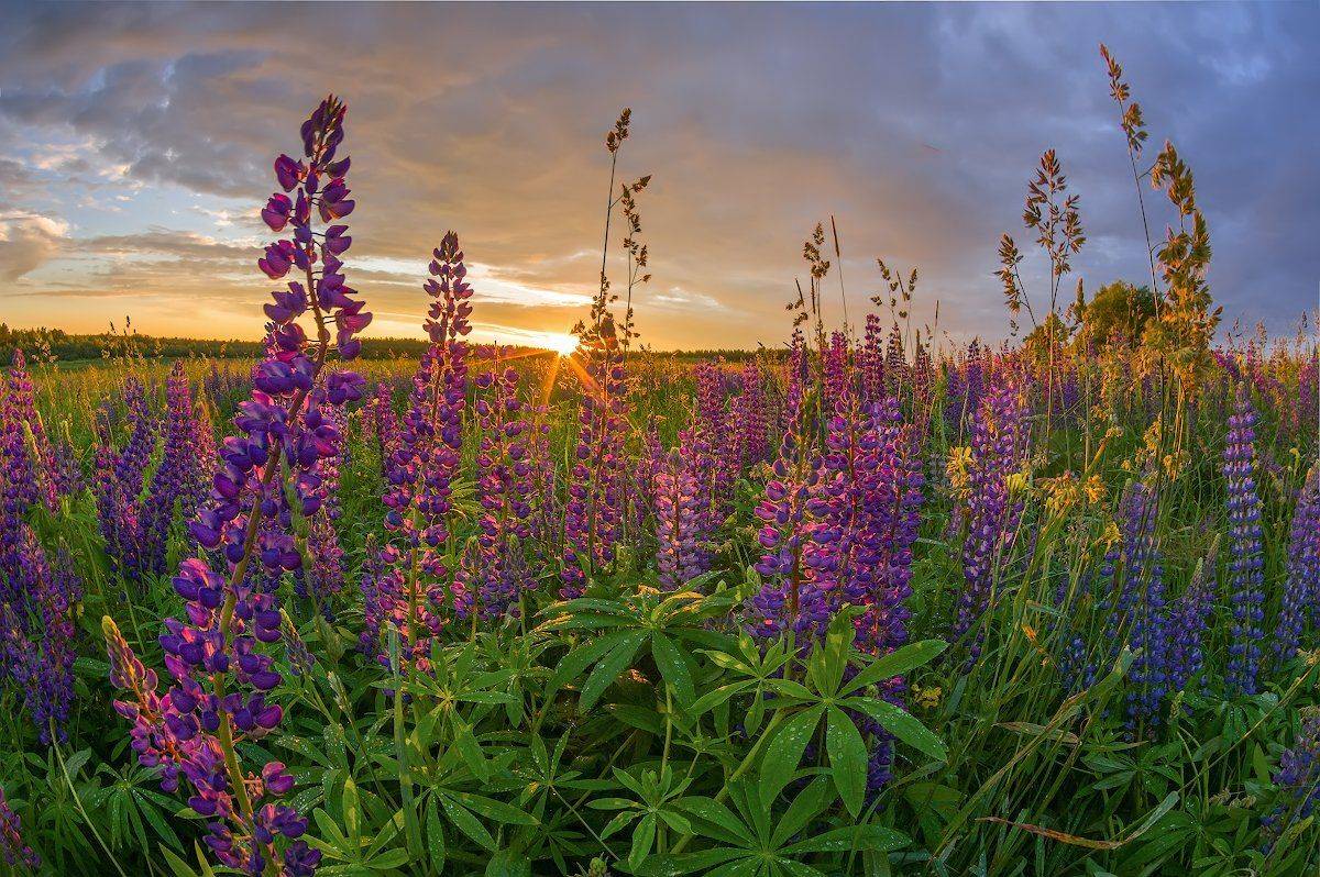 люпины цветы солнце вечер капли, Марина Мурашова