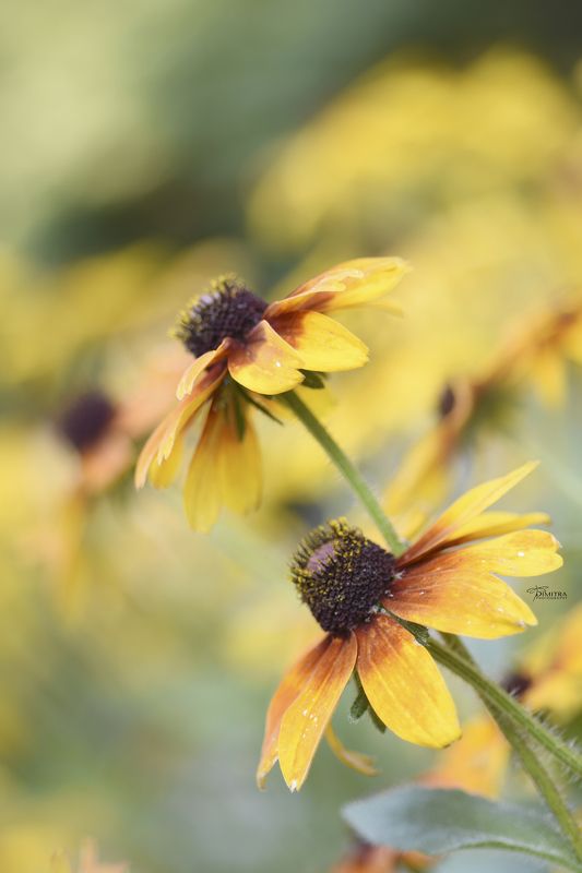 Рудбекия фото превью