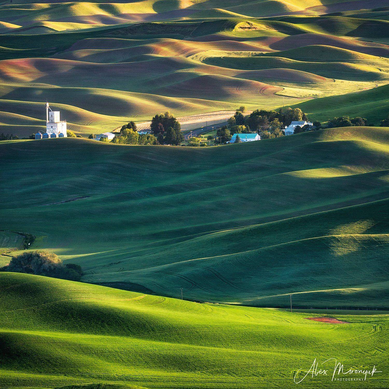 сша, вашингтон, палуз, поля, холм, пшеница, рожь, овес, рапс, абстракция, рассвет, закат, волны, пастораль, Alex Mironyuk