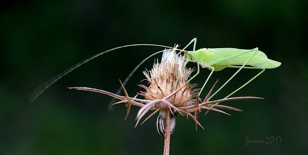 , Игорь ФУММ