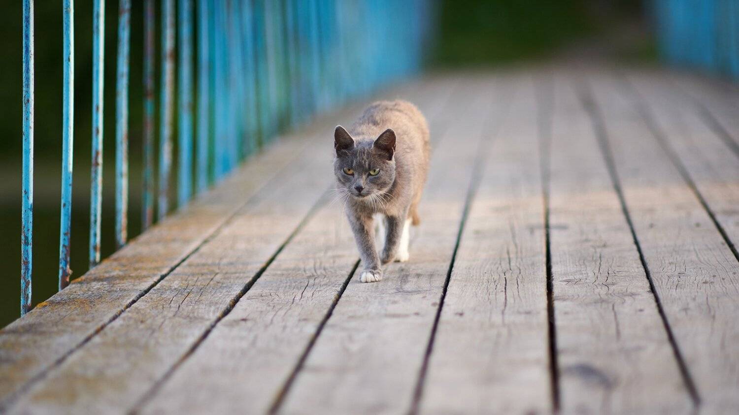 , Веселов Александр