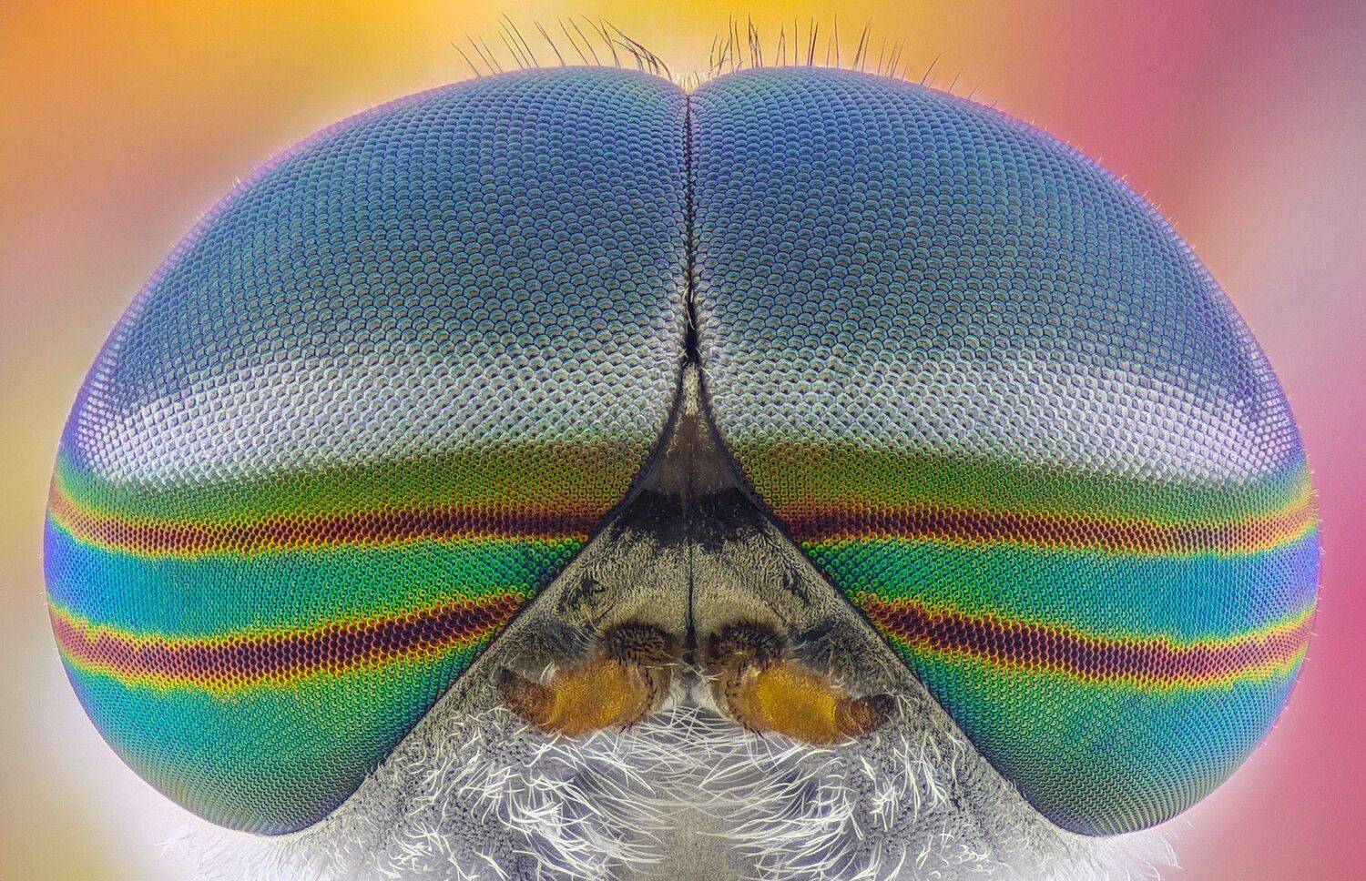 ceclii,macro,lgg4, extrememacro,  макро, Tsvetan Ganev