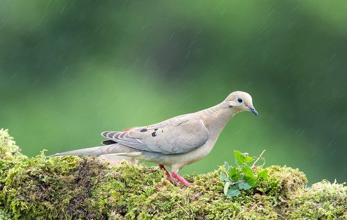 Кольчатая горлица - Dove