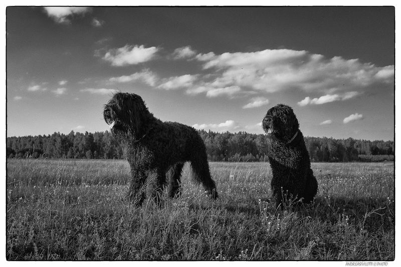 Black&White BW Nature River Photo Street Fujifilm dog animals Reportage Russia Story Live Coutry In the country side фото превью