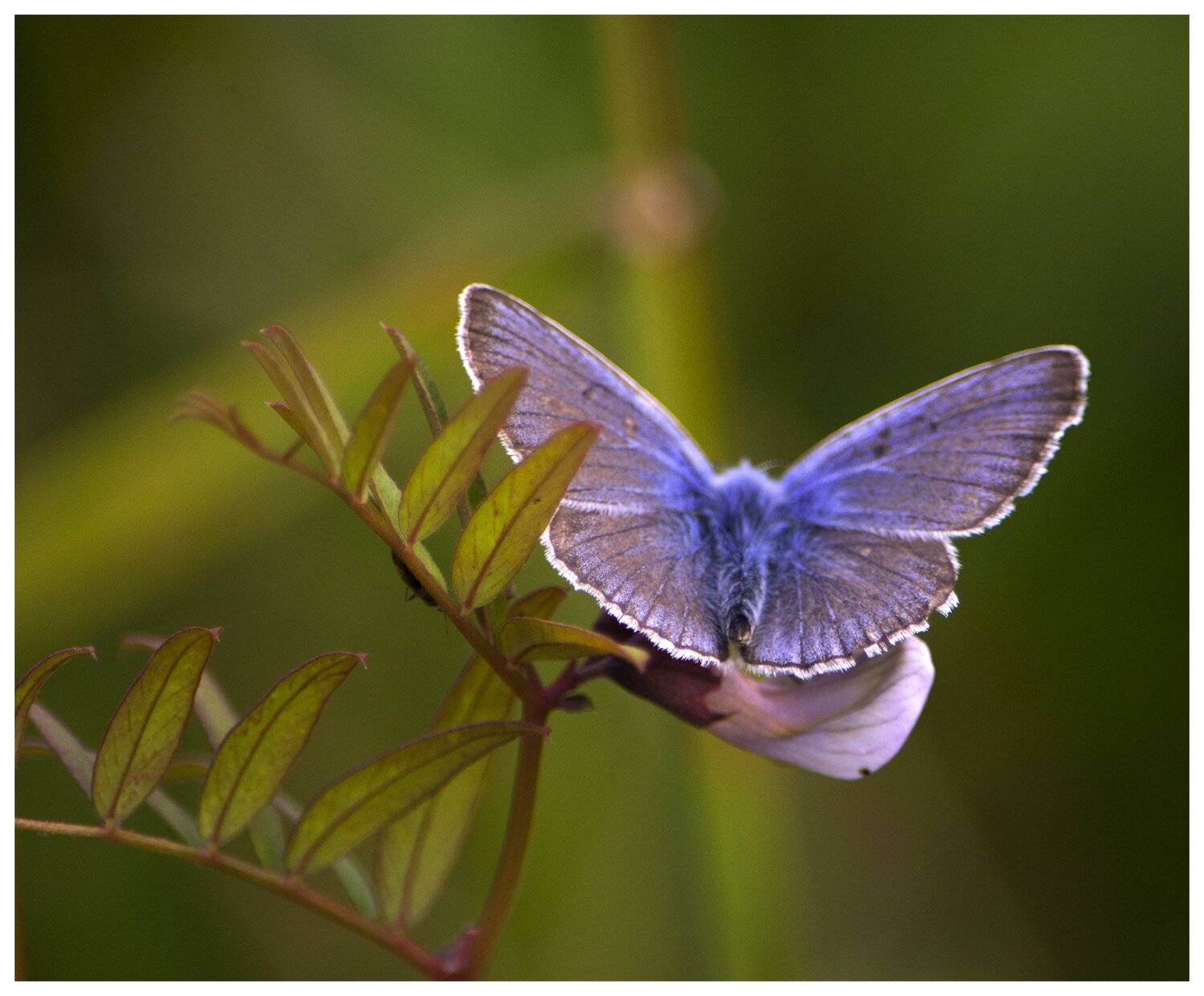 , Марина Никулина
