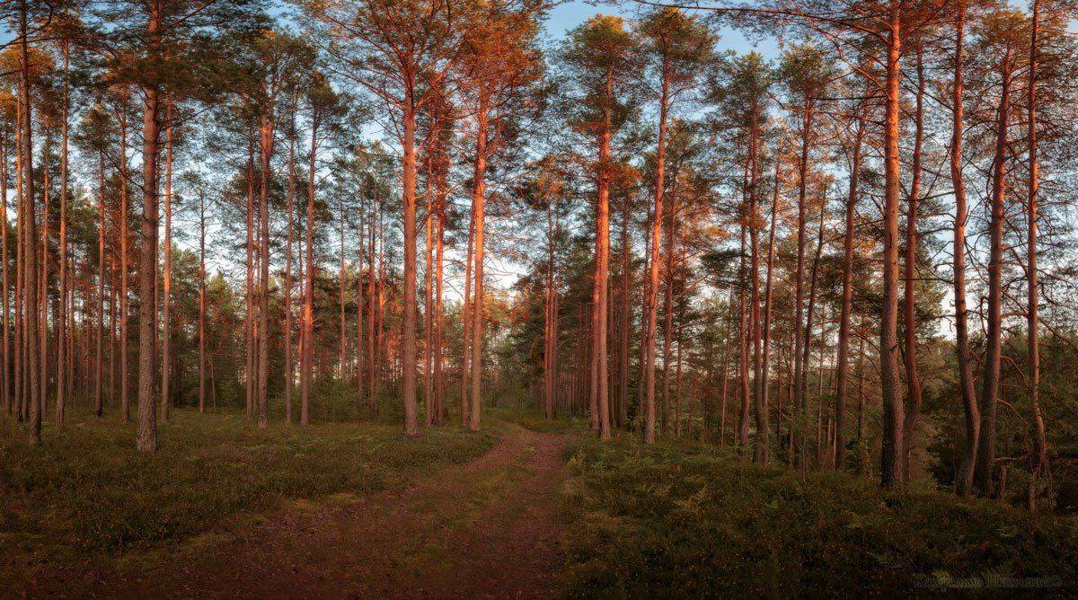 , Хохряков Николай