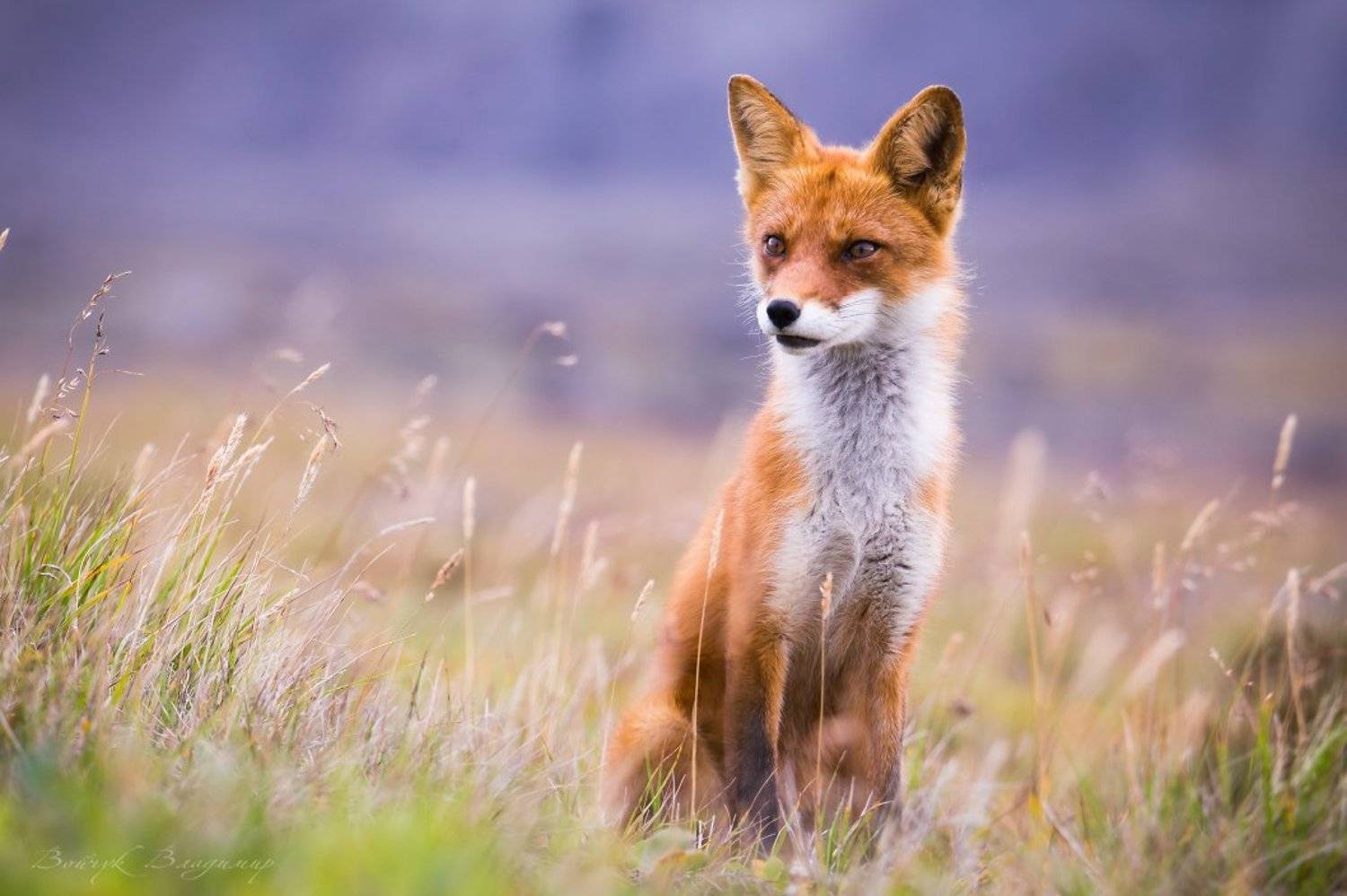 лиса, камчатка, фотоохота, животные, дикая, природа, Войчук Владимир