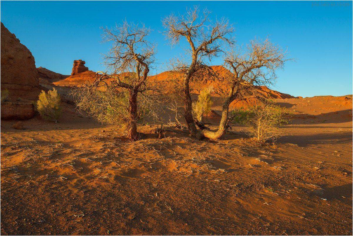 Монголия, херменцав, харманцав, КУТЫГИН, МАЙ, , Кутыгин Эдуард