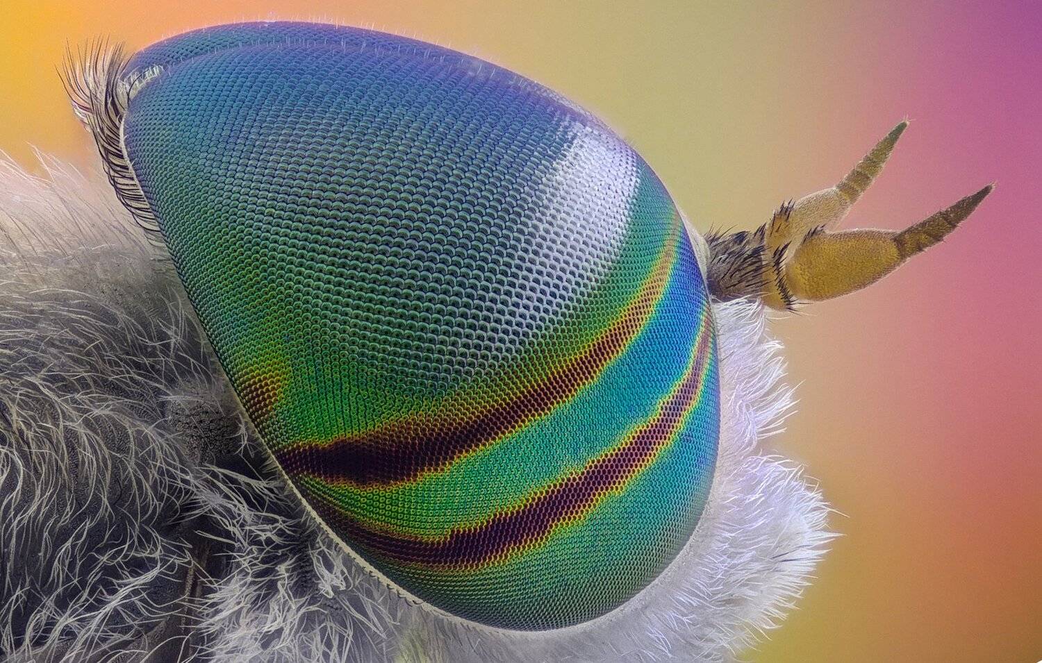 ceclii,macro,lgg4, extrememacro,  макро, Tsvetan Ganev