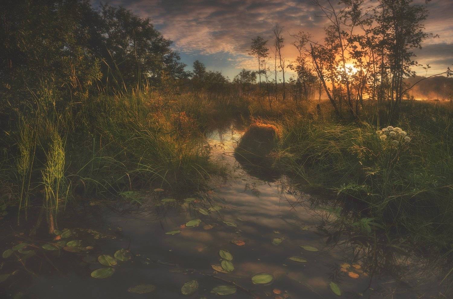 питер, болото, рассвет, туман, лето, пейзаж, Таня SHE (Aiya)