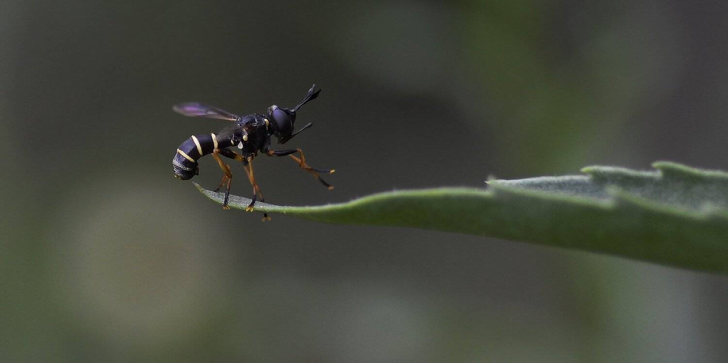 природа, макро, муха-большеголовка, Неля Рачкова