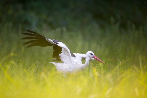 White stork