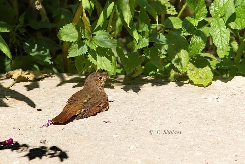 birds,european robin,зарянка,птица,птицы,фотоохота,luscinia luscinia,thrush nightingale,соловей,певчий дрозд,turdus philomelos \