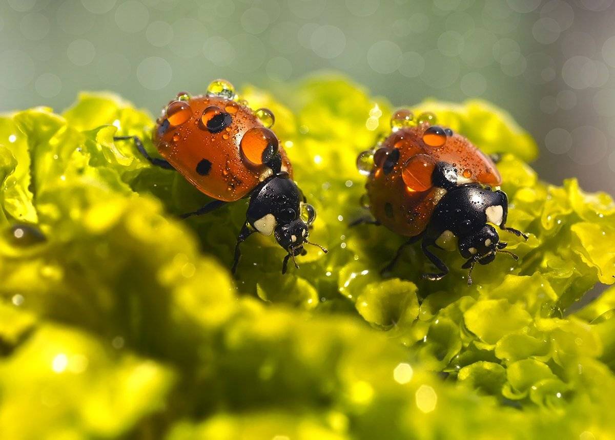 макро,божья коровка,капли, Гарик Соколов