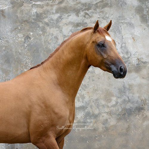 Искандер