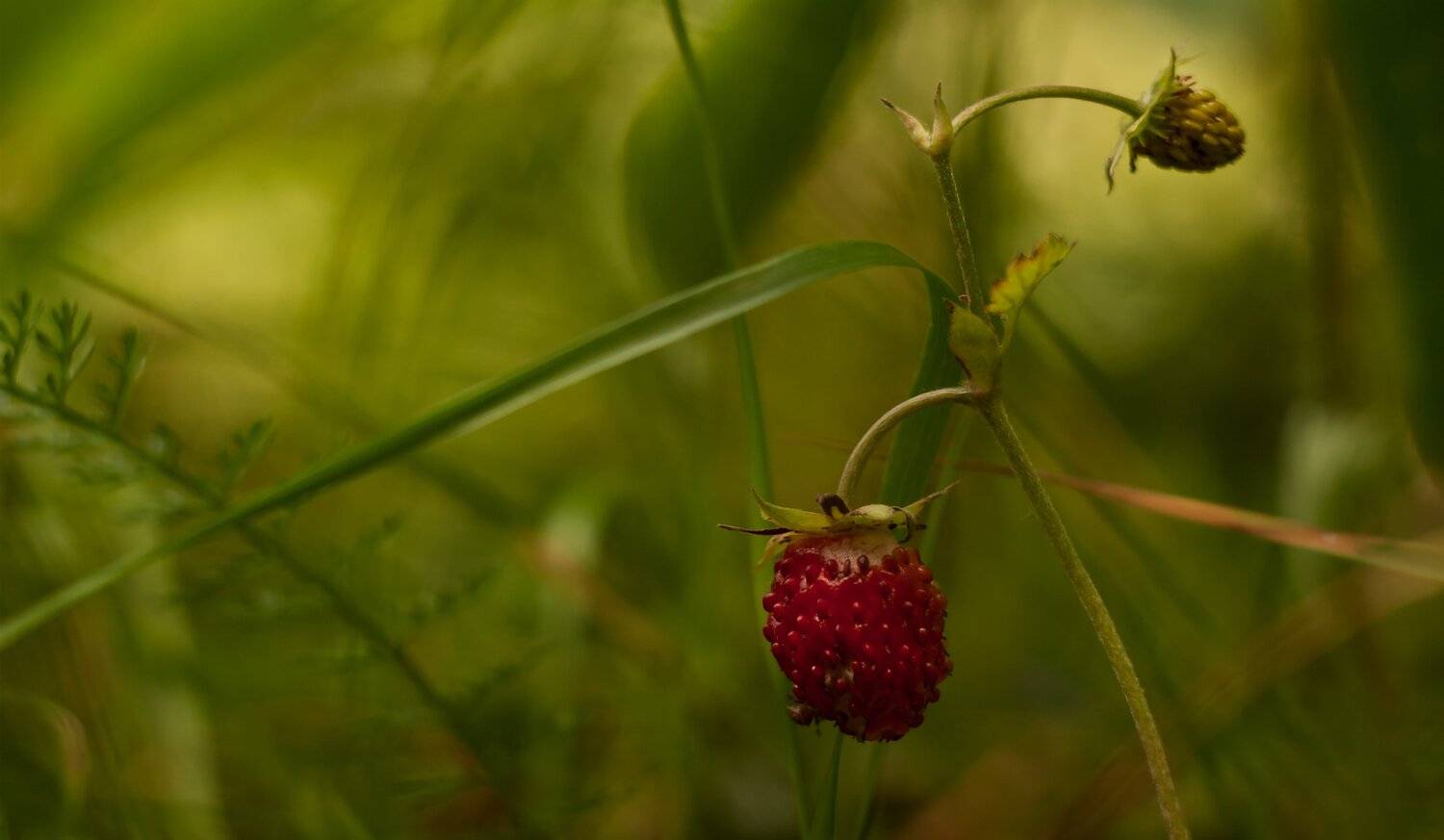 природа,лето,беларусь,макро,лес,, Sixten ( Сергей )