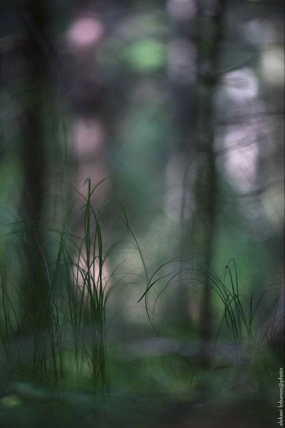 , Алексей Лобанов