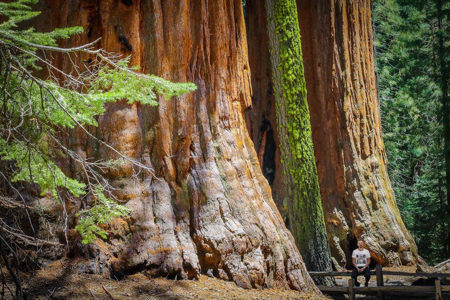 природа, фотография, секвойи, человек, национальный парк секвойя, красота,лес,гиганты, Дмитрий Стороженко