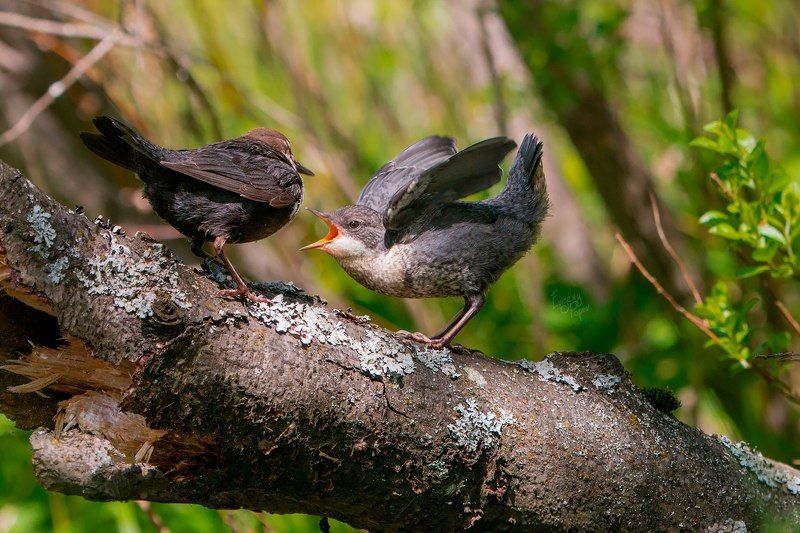 Оляпистые будни фото превью