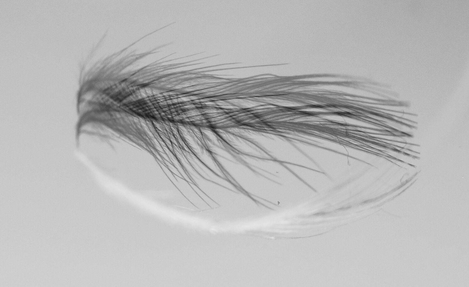 , Анастасия Павловская