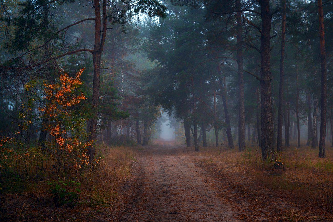 лес, осень, тропа, туман, Галанзовская Оксана