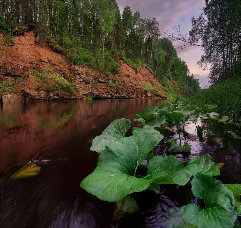 сия, река Портрет комара фото превью