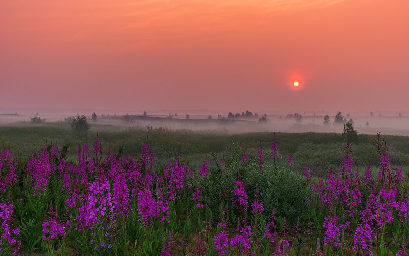 ямал , сибирь, природа, салехард , рассвет, ямал , кипрей ,туман \