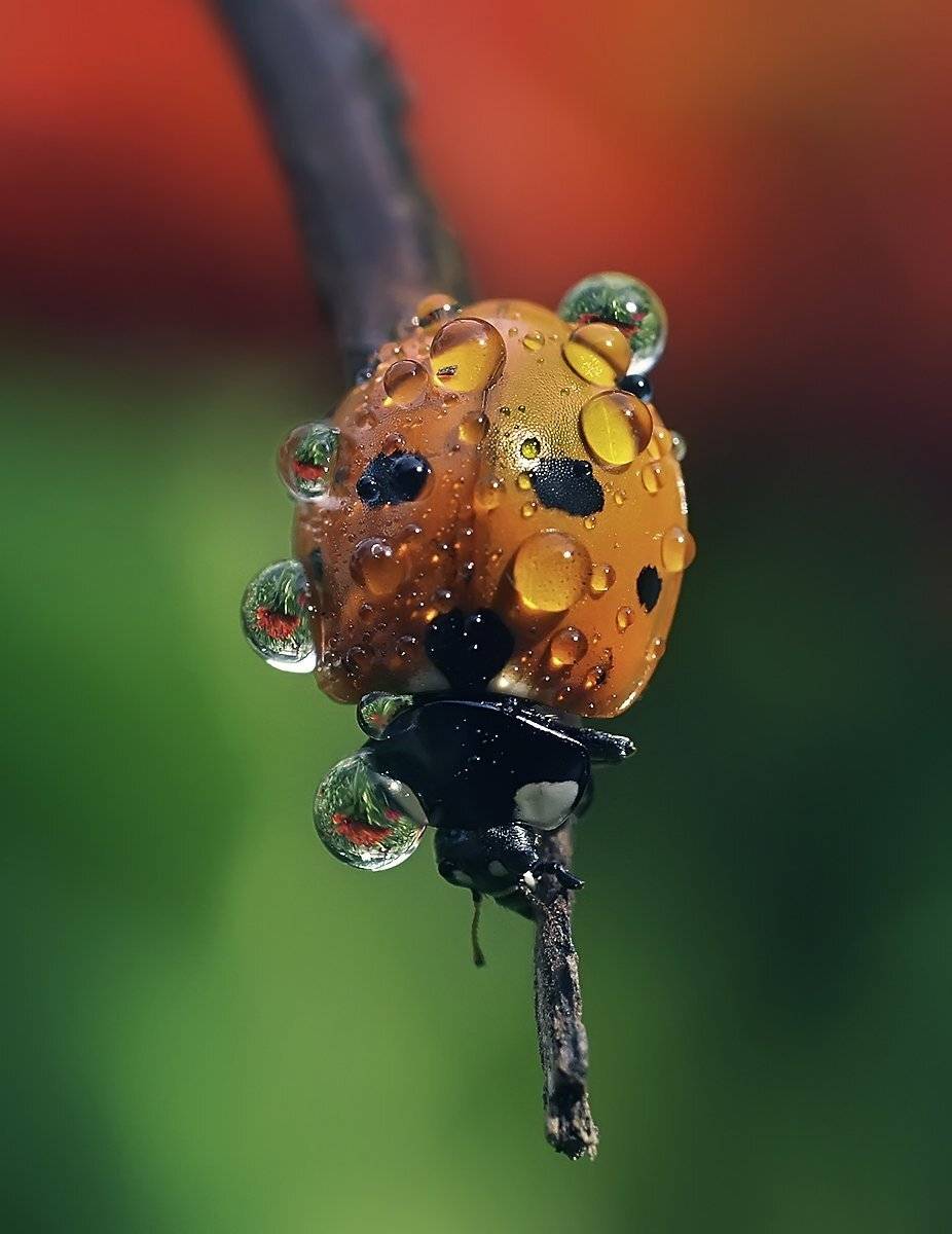 макро,божья коровка,капли, Гарик Соколов