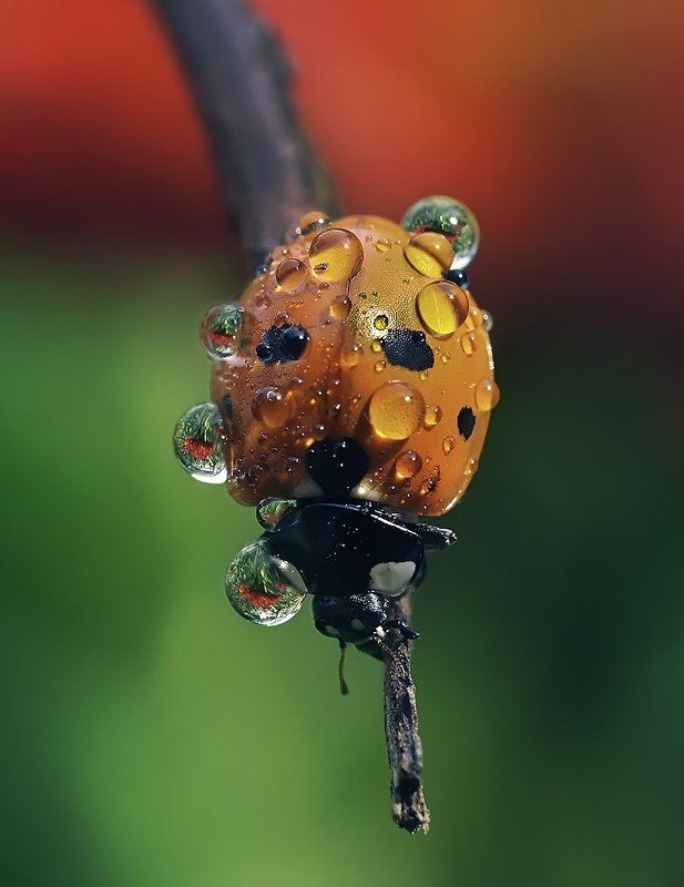 Божья роса фото превью