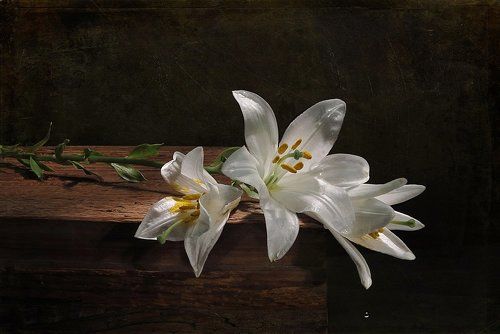 Веточка лилии