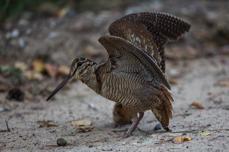 Под защитой... фото превью