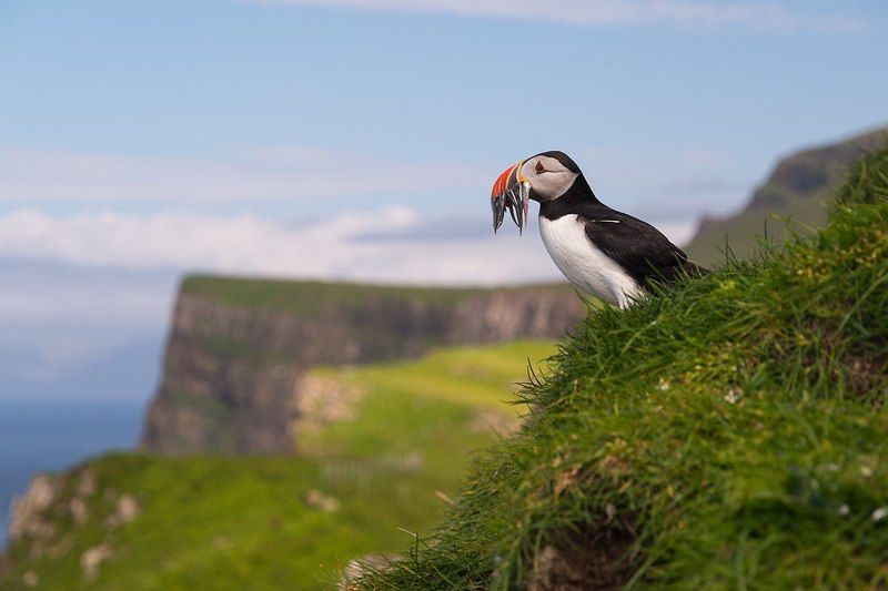 фарерские острова, мичинес, тупик Удачная рыбалка фото превью