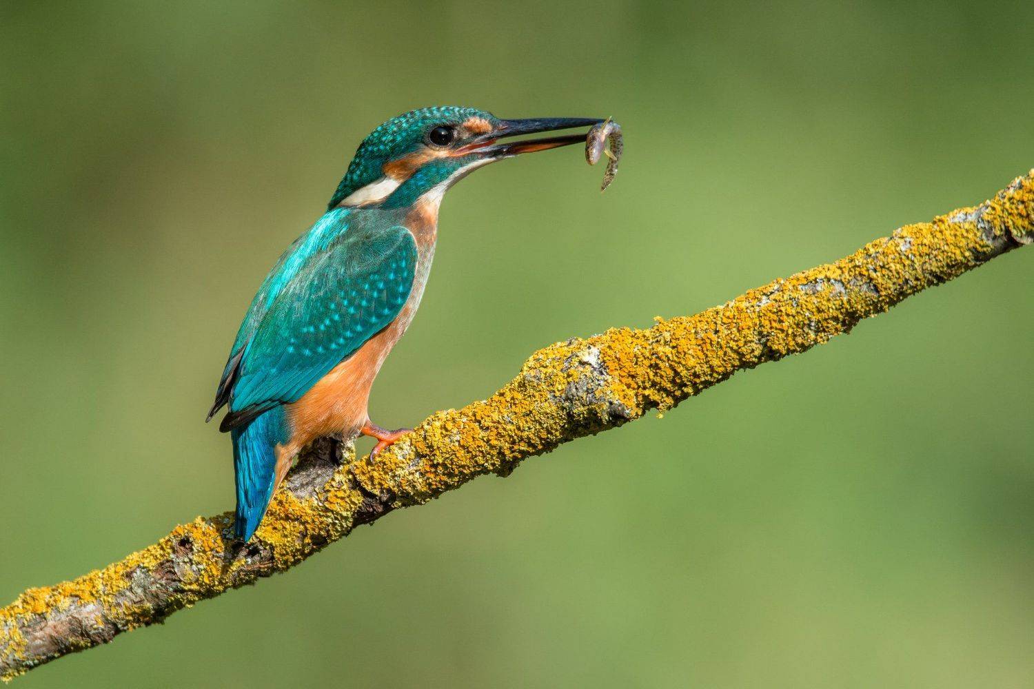 kingfisher, bird, fish, , Filip Stefaniak
