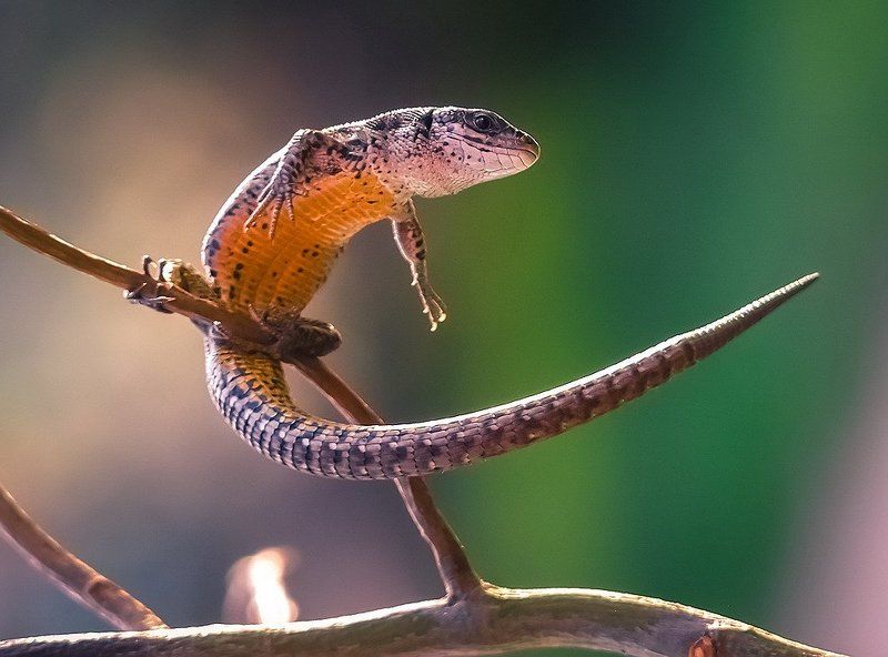 Гимнаст фото превью