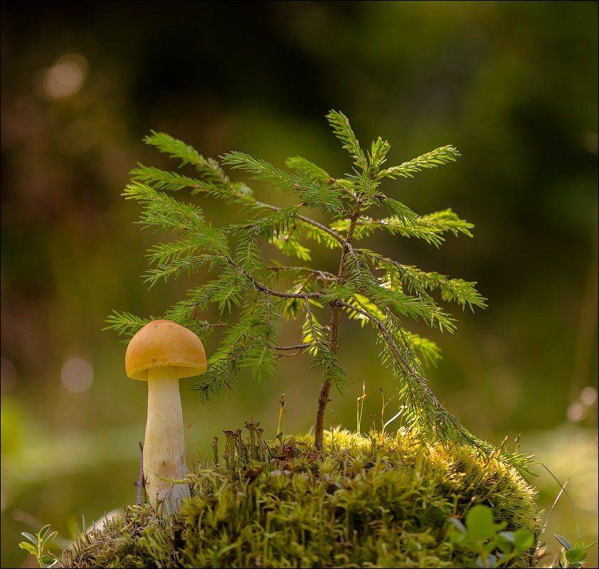 , Бурлов Андрей