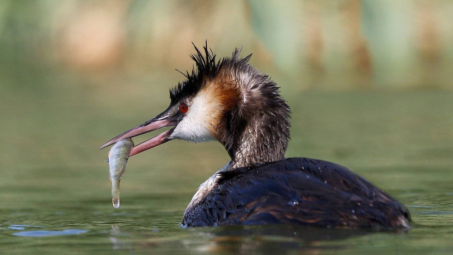 чомга, большая поганка , птицы , фауна, дикая природа, рыболов , рыба , wildlife,fauna,birds,nature,fish,great crested grebe ,, Константин Слободчук