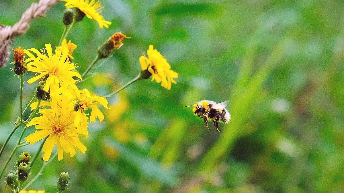 макро, лето, цветы, шмель, Александр Потапов