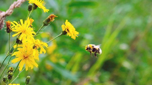 полет шмеля. 