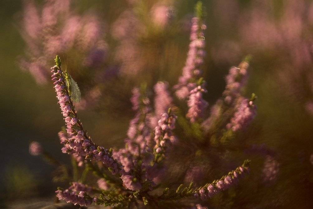 , Иваненко Светлана