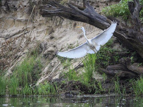 Большая белая фотомодель