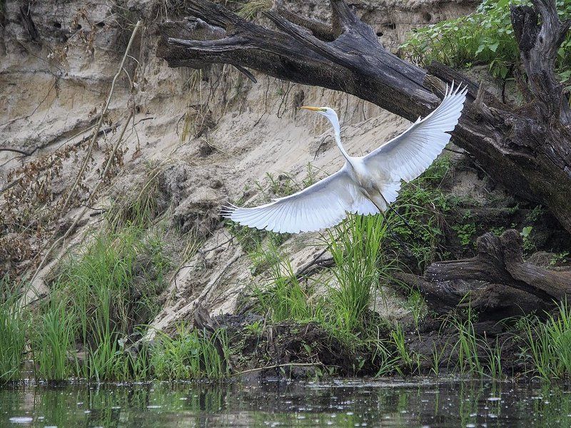 фото, фотоохота, птицы, дикая природа, лето, река, белая цапля Большая белая фотомодель фото превью