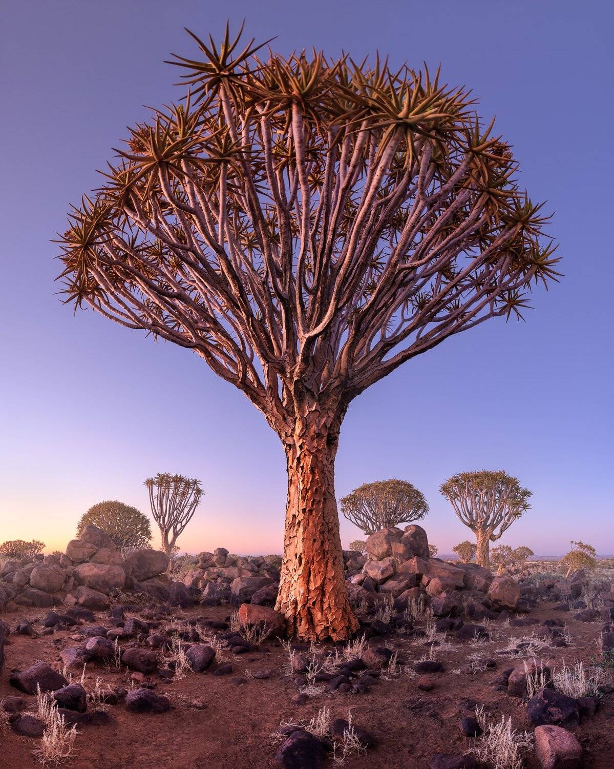 Africa, african, aloe, arid, bark, black, blue, branches, bush, dawn, desert, dichotoma, dry, forest, giant, granite, grass, green, keetmanshoop, landscape, light, magical, morning, mystical, namib, namibia, national, natural, nature, outdoor, park, plant, Andrey Omelyanchuk