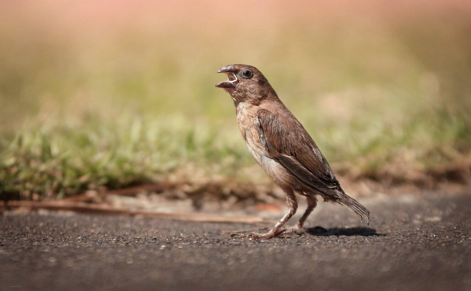 природа, животные, птицы, индонезия, Дмитрий Посевич