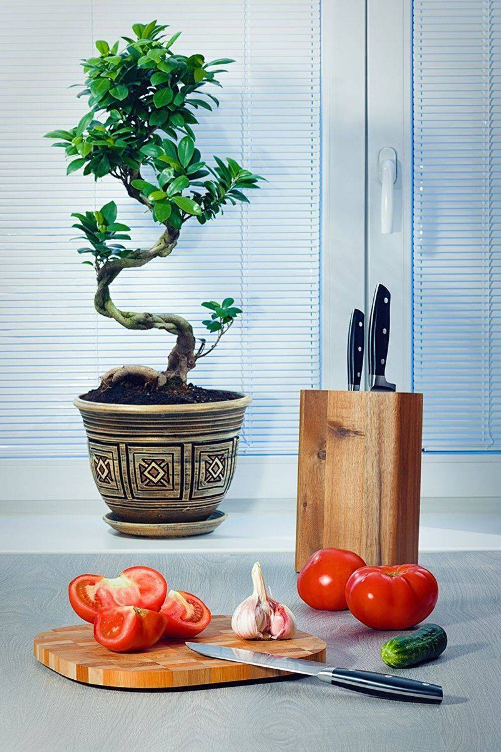 цветы, фикус, бонсай, окно, жалюзи, помидоры, нож, огурец, стол, Анатолий Тимофеев